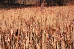 Fruehling_2011_008