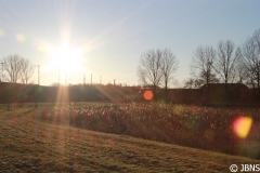 Fruehling_2011_011